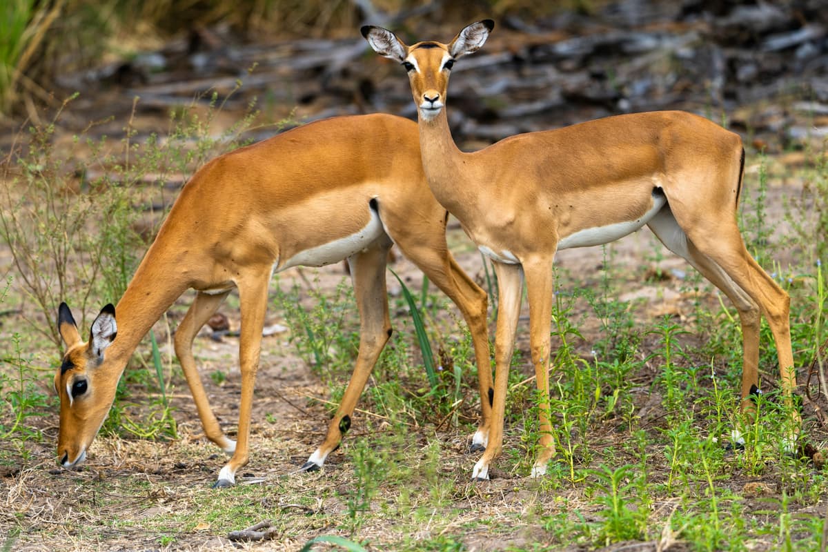 Nyerere National Park (Selous)